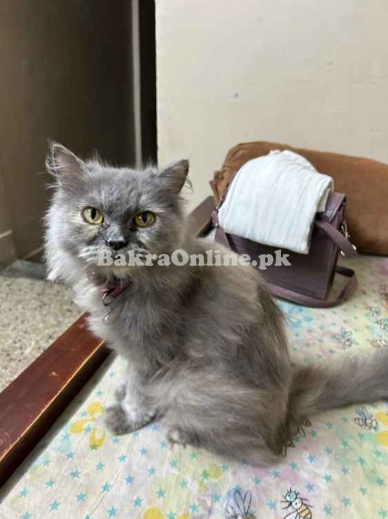 CAT SALE VVIP, Most Beautifull , Best on Price, Korangi 4 Karachi