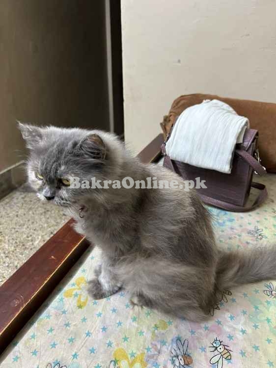 CAT SALE VVIP, Most Beautifull , Best on Price, Korangi 4 Karachi