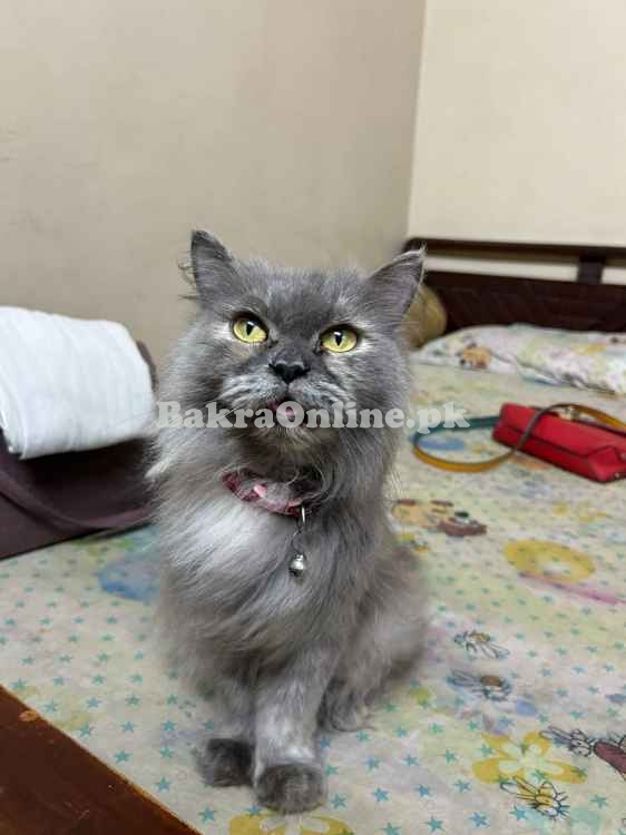 CAT SALE VVIP, Most Beautifull , Best on Price, Korangi 4 Karachi