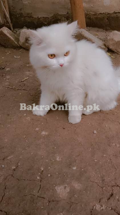 cat tripple coated for sell