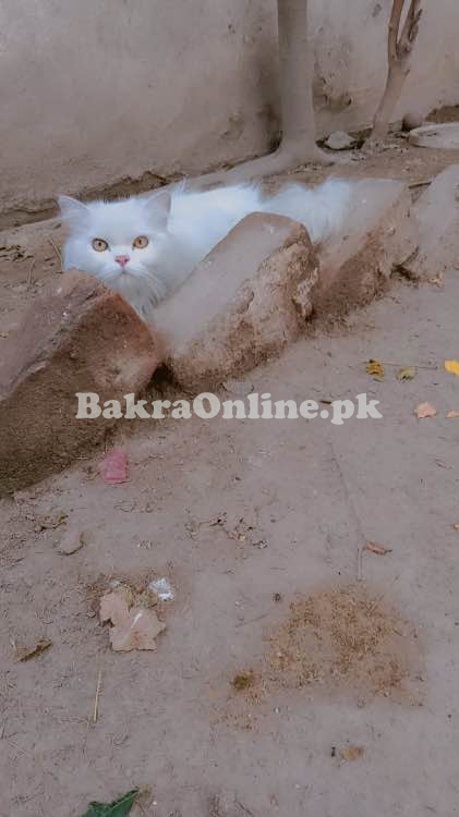Cat tripple coated for sell