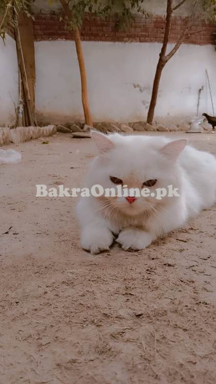 Cat tripple coated for sell