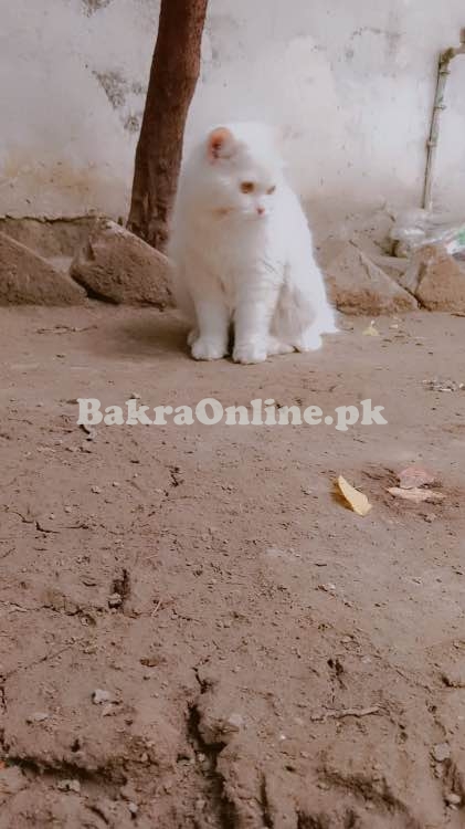 Cat tripple coated for sell