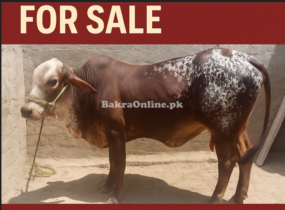 Cow Qurbani Cow for Sale – Healthy & Strong گھر کی پالی ہوئی، پُرسکون
