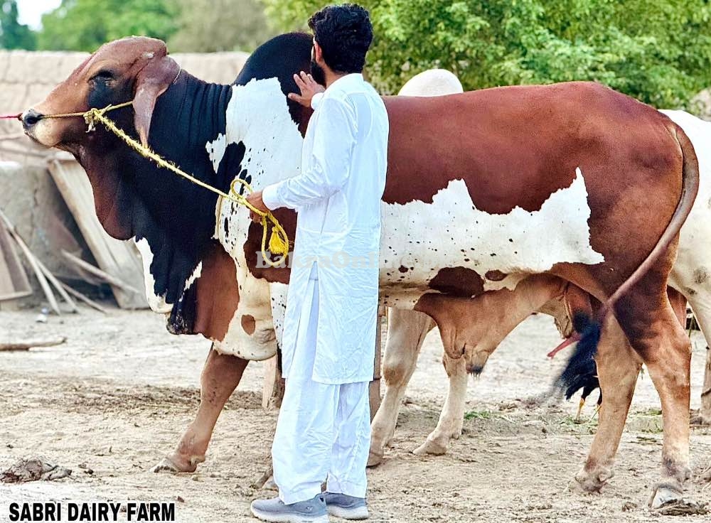 Cow for qurbani