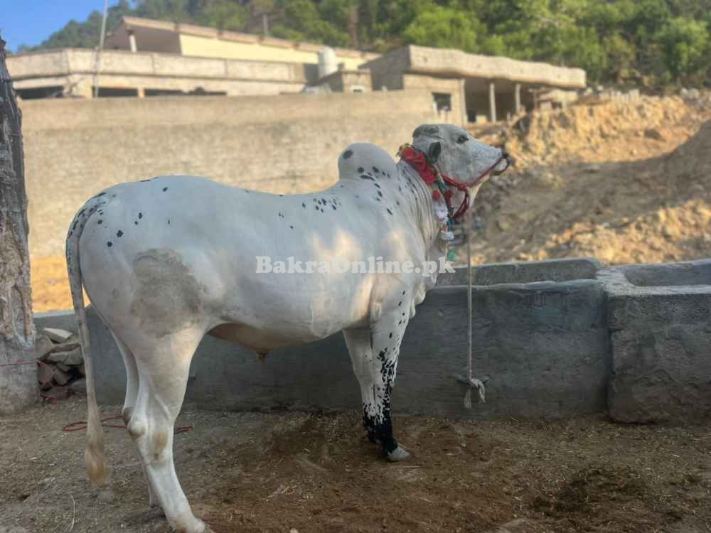 Qurbani Dand 4.5 maan weight