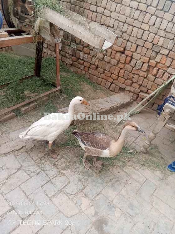 I want to sell the pair of ducks