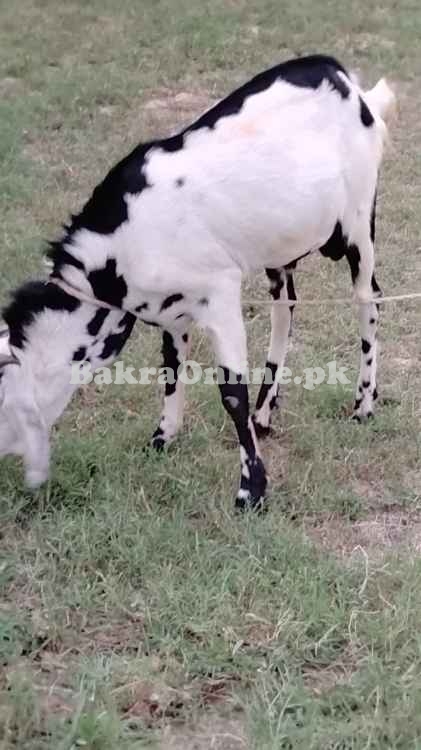 Bakra for Qurbani