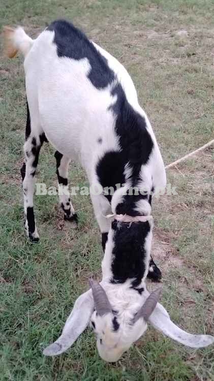 Bakra for Qurbani