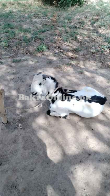 Bakra for Qurbani