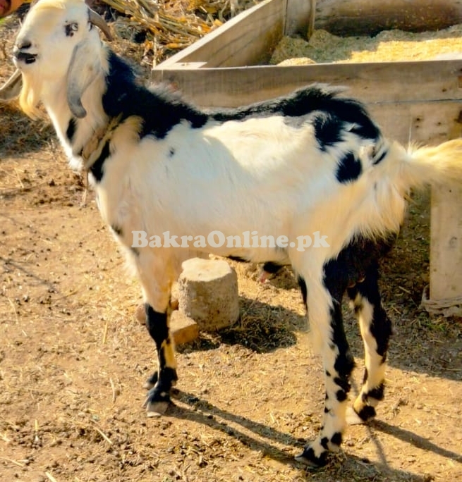 Bakra for Qurbani