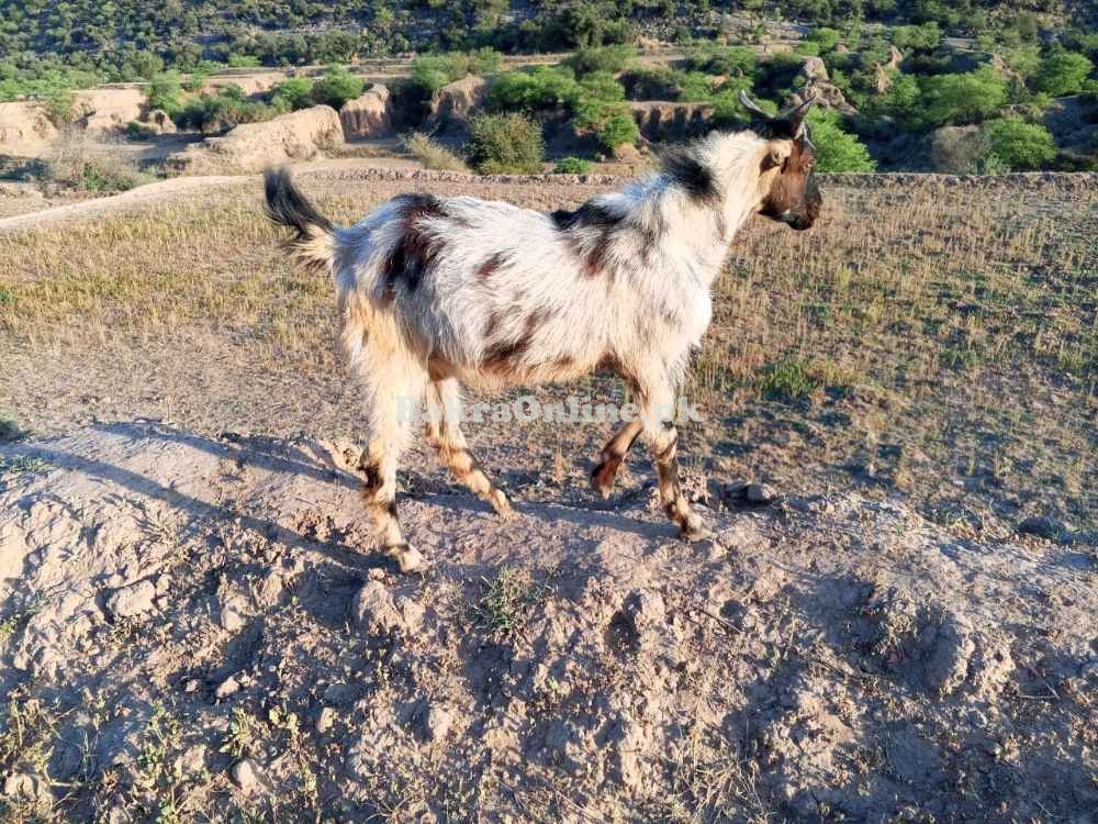 Desi KPK Mountain Bakra 2025