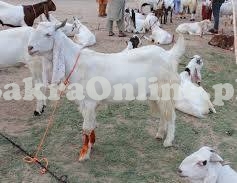 Eid Special Offer