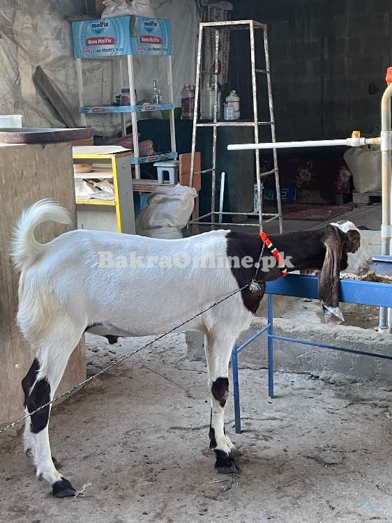 2 dant khassi bakra for sale