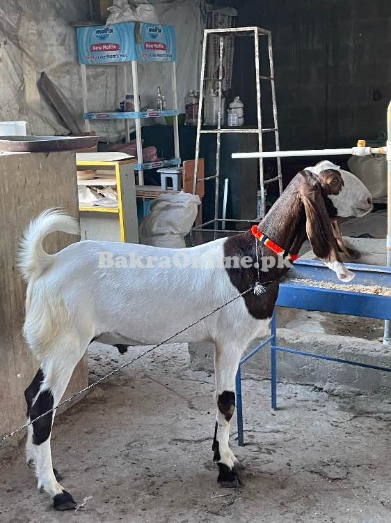 2 dant khassi bakra for sale
