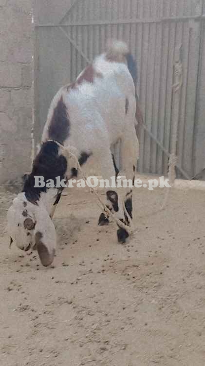 1 saal ka Beetal Mix Qurbani Bakra - 50kg+ Wazan