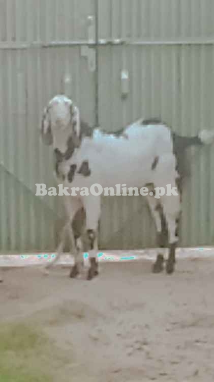 1 saal ka Beetal Mix Qurbani Bakra - 50kg+ Wazan