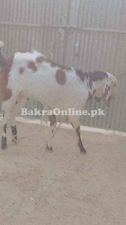 1 saal ka Beetal Mix Qurbani Bakra - 50kg+ Wazan