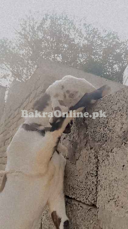 1 saal ka Beetal Mix Qurbani Bakra - 50kg+ Wazan