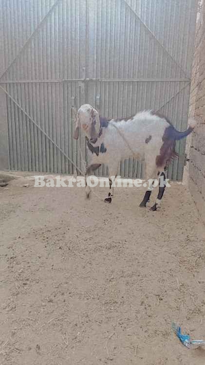 1 saal ka Beetal Mix Qurbani Bakra - 50kg+ Wazan