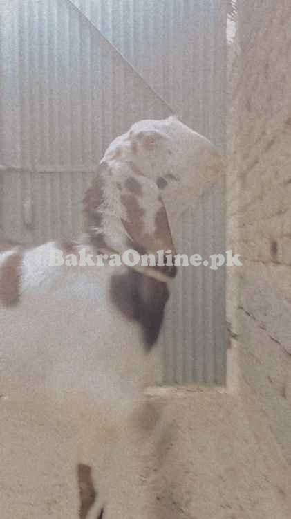 1 saal ka Beetal Mix Qurbani Bakra - 50kg+ Wazan