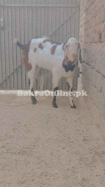 1 saal ka Beetal Mix Qurbani Bakra - 50kg+ Wazan