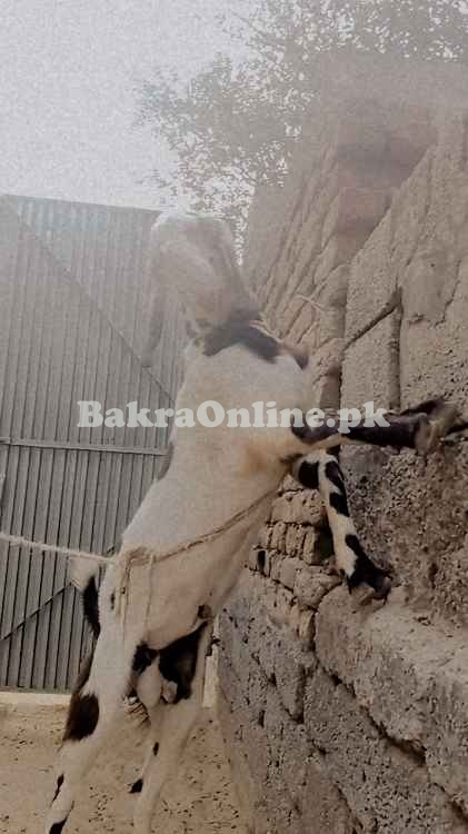 1 saal ka Beetal Mix Qurbani Bakra - 50kg+ Wazan