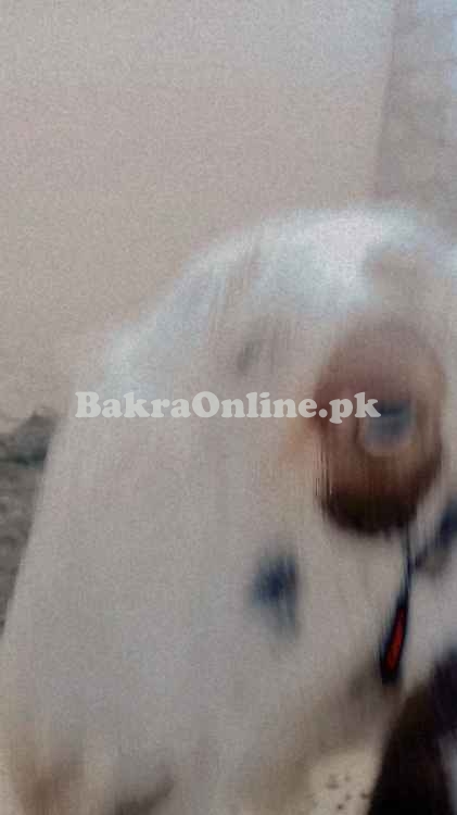 1 saal ka Beetal Mix Qurbani Bakra - 50kg+ Wazan