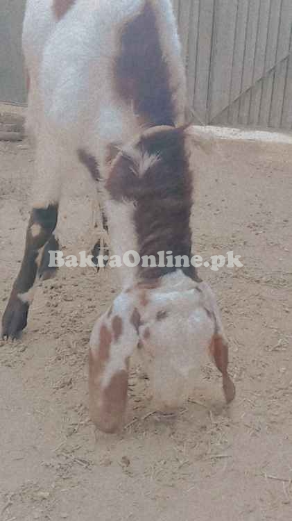 1 saal ka Beetal Mix Qurbani Bakra - 50kg+ Wazan