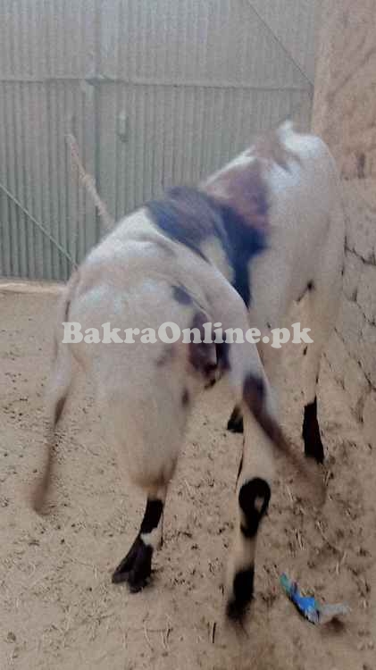 1 saal ka Beetal Mix Qurbani Bakra - 50kg+ Wazan
