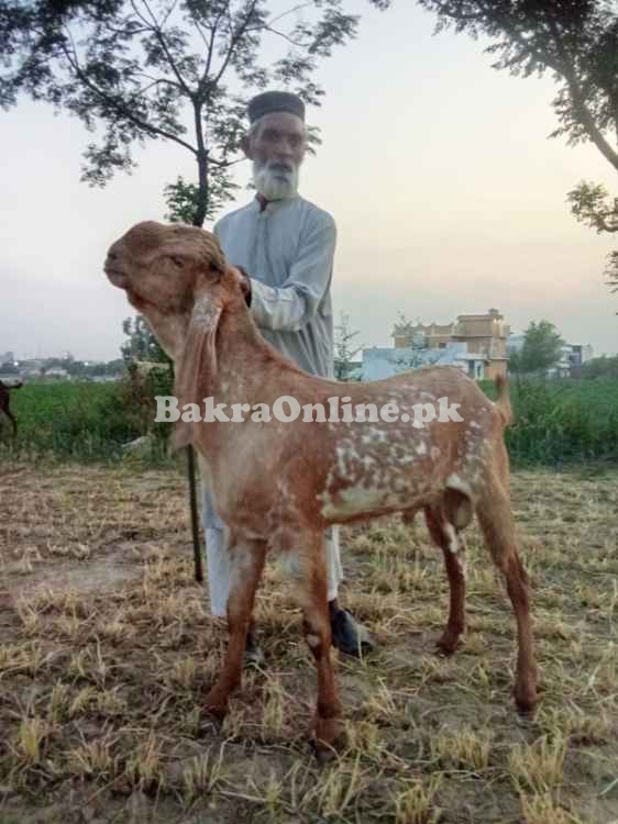 Pure Makhi cheena bakra for sale