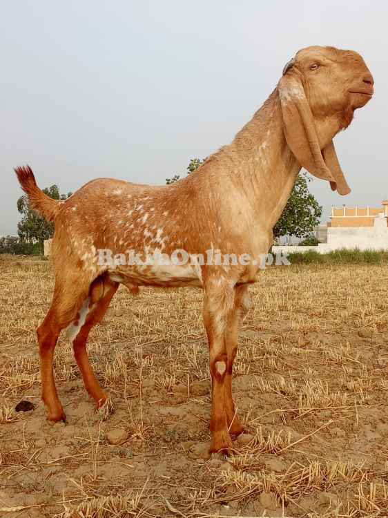 Pure Makhi cheena bakra for sale