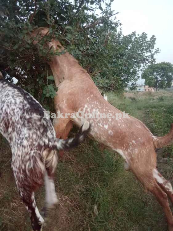 Pure Makhi cheena bakra for sale