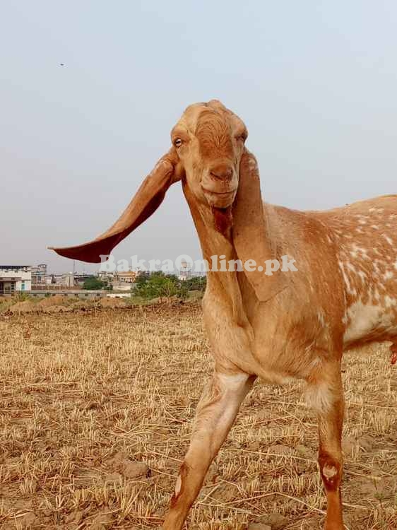 Pure Makhi cheena bakra for sale