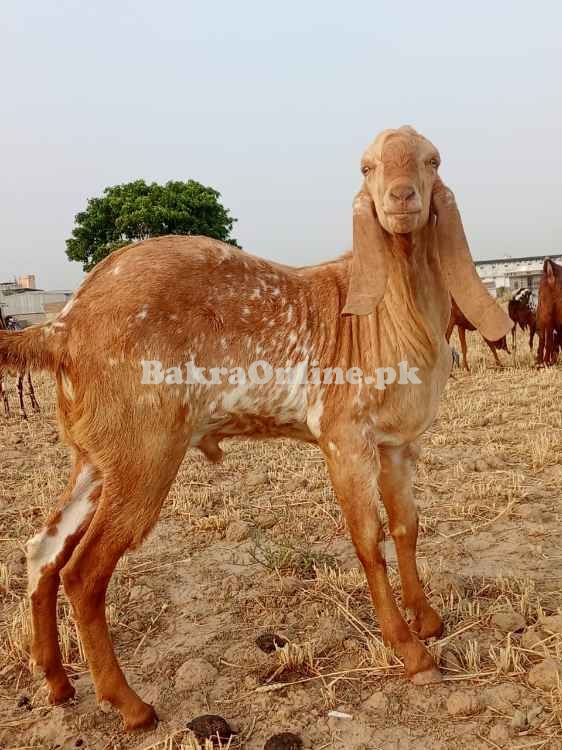 Pure Makhi cheena bakra for sale