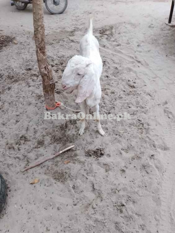 EID Qurbani Bakra Sate