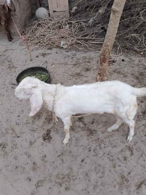 EID Qurbani Bakra Sate