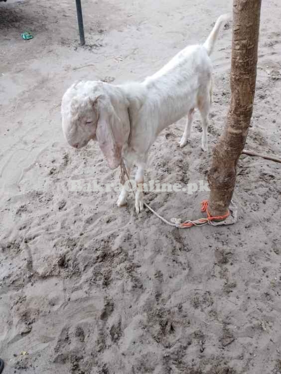 EID Qurbani Bakra Sate