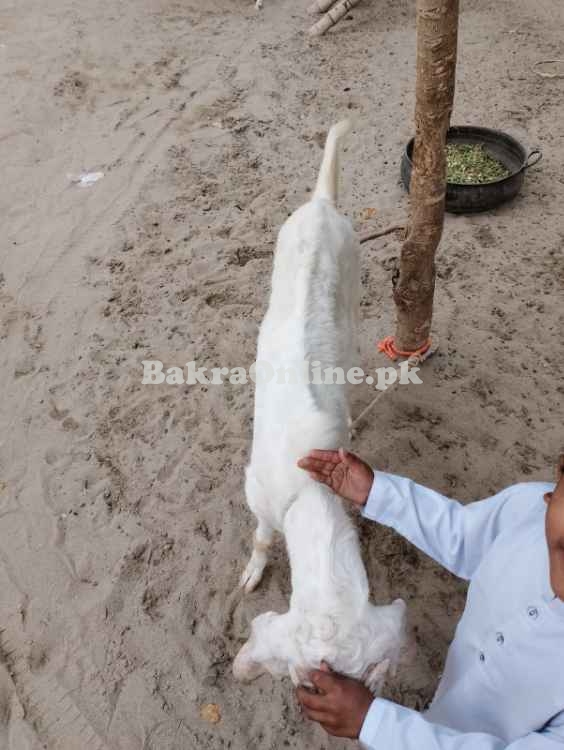 EID Qurbani Bakra Sate