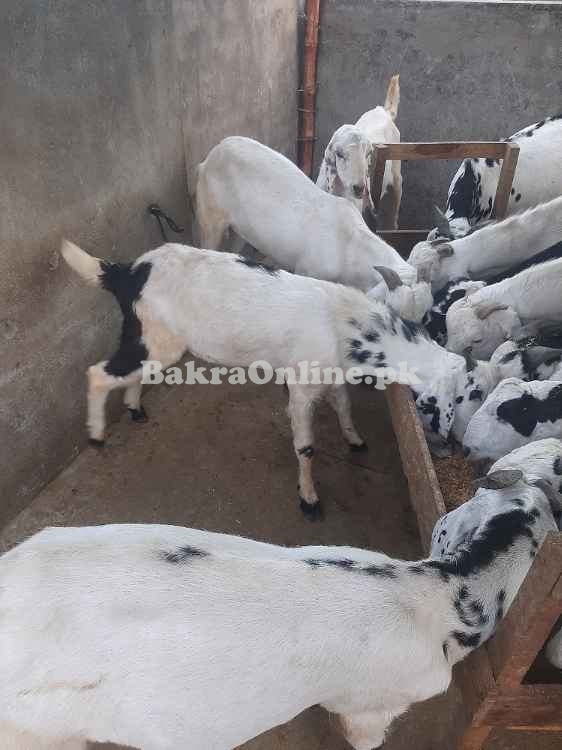 Desi bkray for sale in Lahore