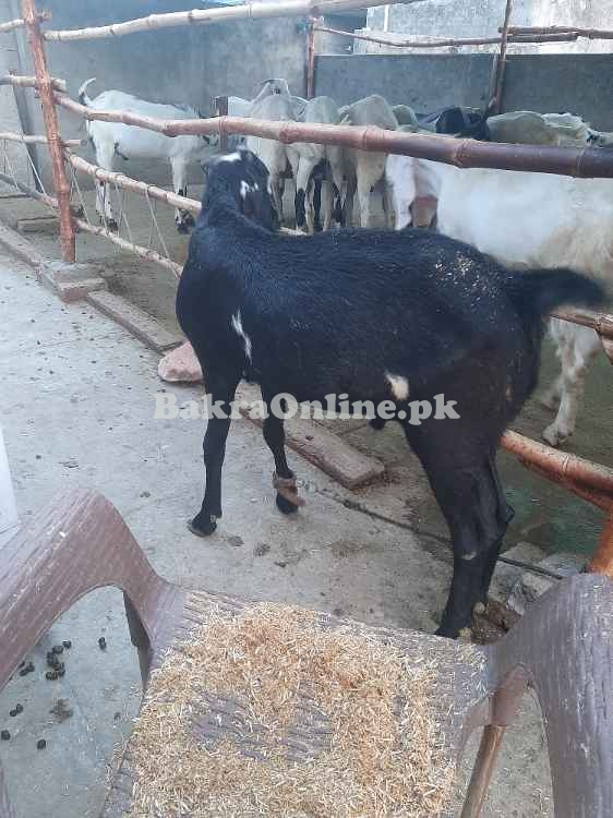 Desi bkray for sale in Lahore