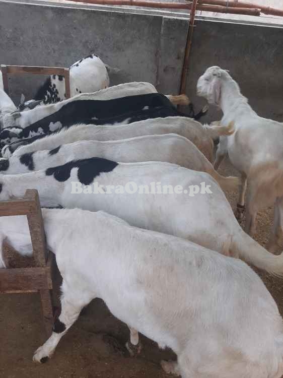 Desi bkray for sale in Lahore