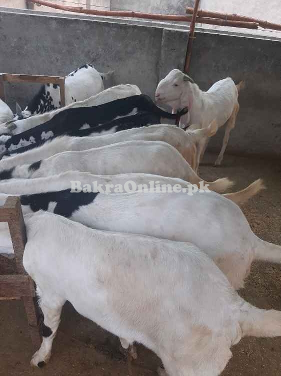 Desi bkray for sale in Lahore