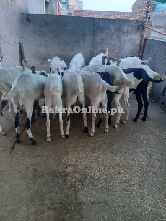 Desi bkray for sale in Lahore