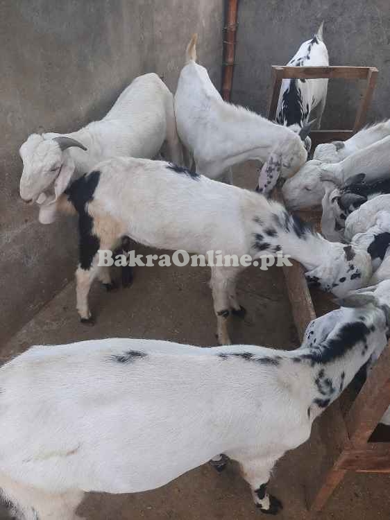 Desi bkray for sale in Lahore