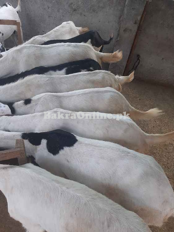 Desi bkray for sale in Lahore