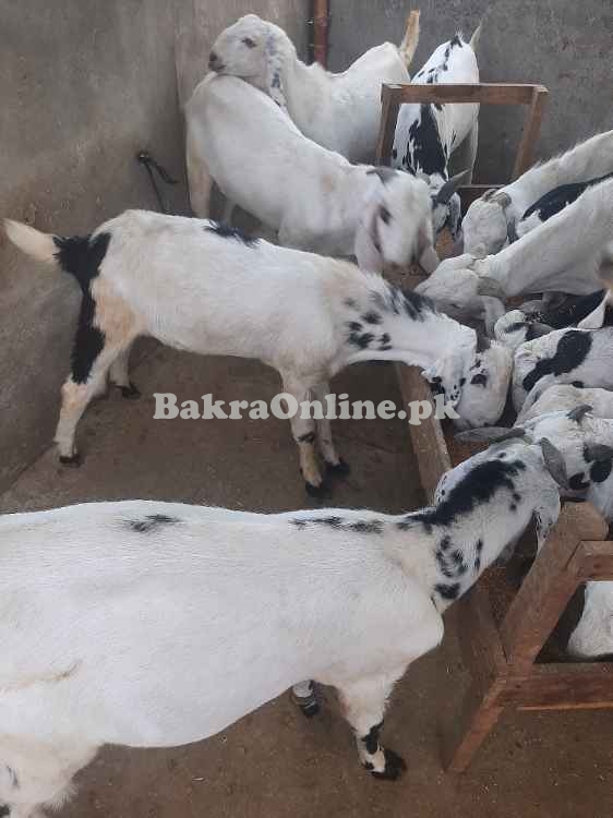 Desi bkray for sale in Lahore