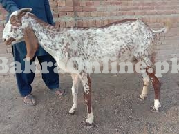 bakri with 2 bacha sale for urgent