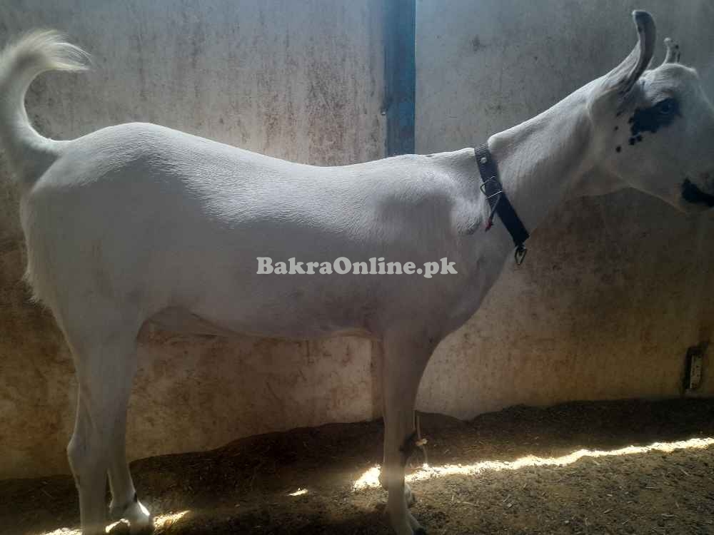 Bakra for sale in just Rs 160000