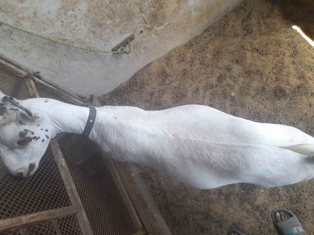 Bakra for sale in just Rs 160000
